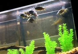 Image result for Bluegill Fish Tank