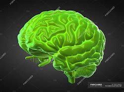 Image result for Small Brain Picture