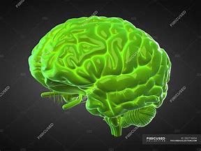Image result for Ugly Brain
