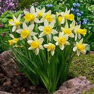 Image result for Narcissus Topolino