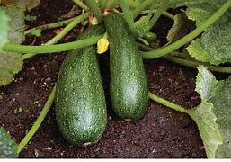 Image result for Squash/Zucchini Hybrid