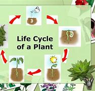 Image result for Basic Plant Life Cycle