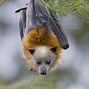 Image result for Flying Foxes Bat