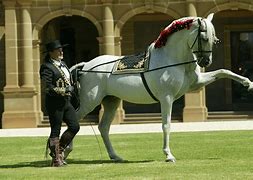 Image result for Royal Horse Breeds