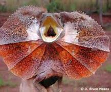 Image result for adaptabilidae