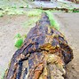 Image result for Petrified Mushroom Forest