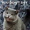 Image result for Polite Cat Meme Wallpaper