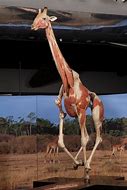 Image result for Giraffe Muscle Cells