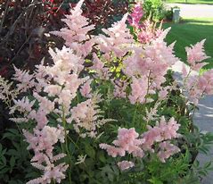 Image result for Astilbe japonica Peach Blossom