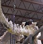 Image result for Titanosaur Natural History Museum
