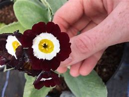 Image result for Primula auricula Alice Haysom