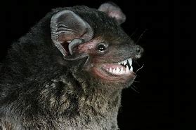 Image result for Bat with Human Teeth Meme