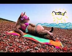 Image result for Beach Cat Funny