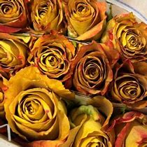 Image result for Heart of Gold Rose
