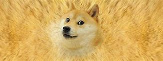 Image result for Know Your Meme Doge