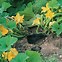 Image result for How to Grow Summer Squash
