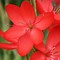 Bildergebnis für Schizostylis coccinea Major