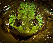 Image result for Dirtiest Frog