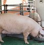 Image result for World's Biggest Pig