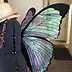 Image result for Adult Bat Wings