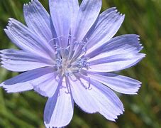 Image result for cichorium_intybus