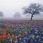 Image result for Field of Texas Bluebonnets