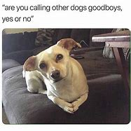 Image result for Dog Calling Meme