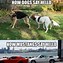 Image result for Mustang Car Memes