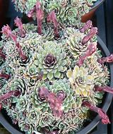 Image result for Saxifraga Whitehill
