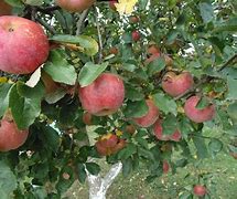 Image result for Healthy Apple Tree