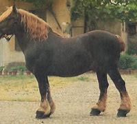 Image result for Italian Draft Horse