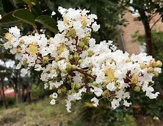 Image result for Lagerstroemia indica Pure White