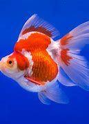 Image result for Types of Goldfish