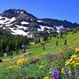 Image result for X Amicus Spring Mountain