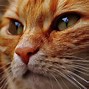 Image result for Cat Face Side View