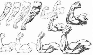 Image result for Female Arm Muscles Shades