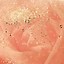 Image result for Rose Gold Glitter Wallpaper