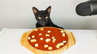 Image result for Black Cat in Soup Meme