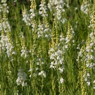 Image result for Linaria purpurea alba