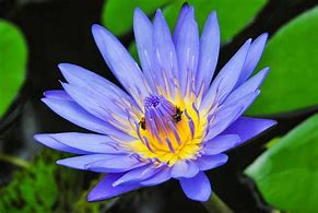 Image result for Flor Lotus