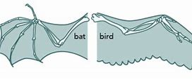 Image result for Bat Wing Evolution