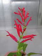 Image result for Salvia elegans Scarlet Pineapple