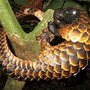 Image result for Pangolins Grass