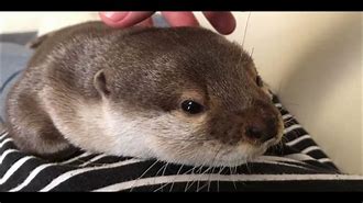 Image result for Otter Sakura