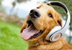 Image result for Cry Dog Meme Headphone