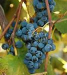 Image result for Free Pictures of Grape Vines