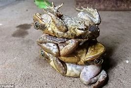 Image result for Toad Stack