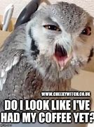 Image result for Coffee Owl Meme