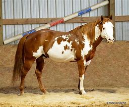 Image result for Aph Horse