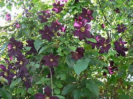Image result for Purple Late-Blooming Clematis